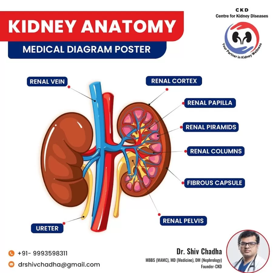 Dr. Shiv Chadha – Best Nephrologist | Kidney Transplant | Hemodialysis Centre | Chronic Kidney Disease Care in Delhi NCR - Photo 1