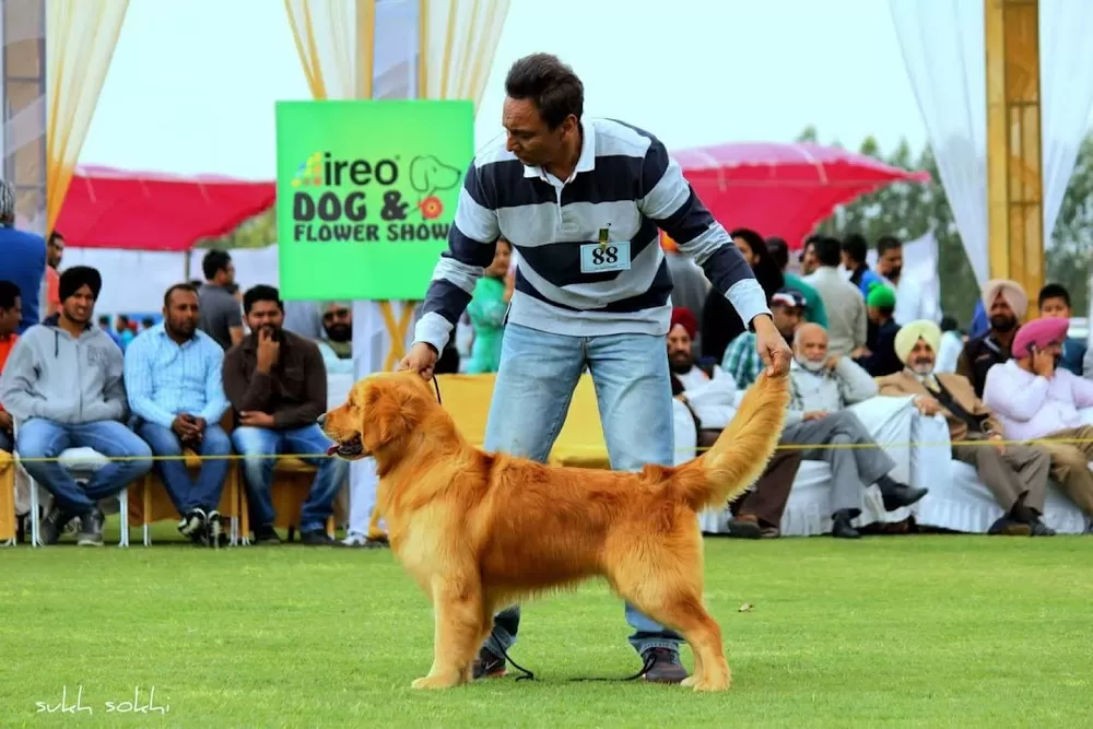 City Veterinary Hospital - Veterinary Doctor in Ludhiana | Pet Hospital in Ludhiana | Bird Hospital | Animal Doctor - Photo 1