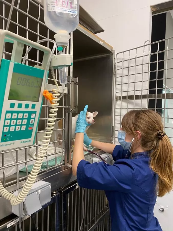 AniCura Aitana Hospital Veterinario - Photo 2