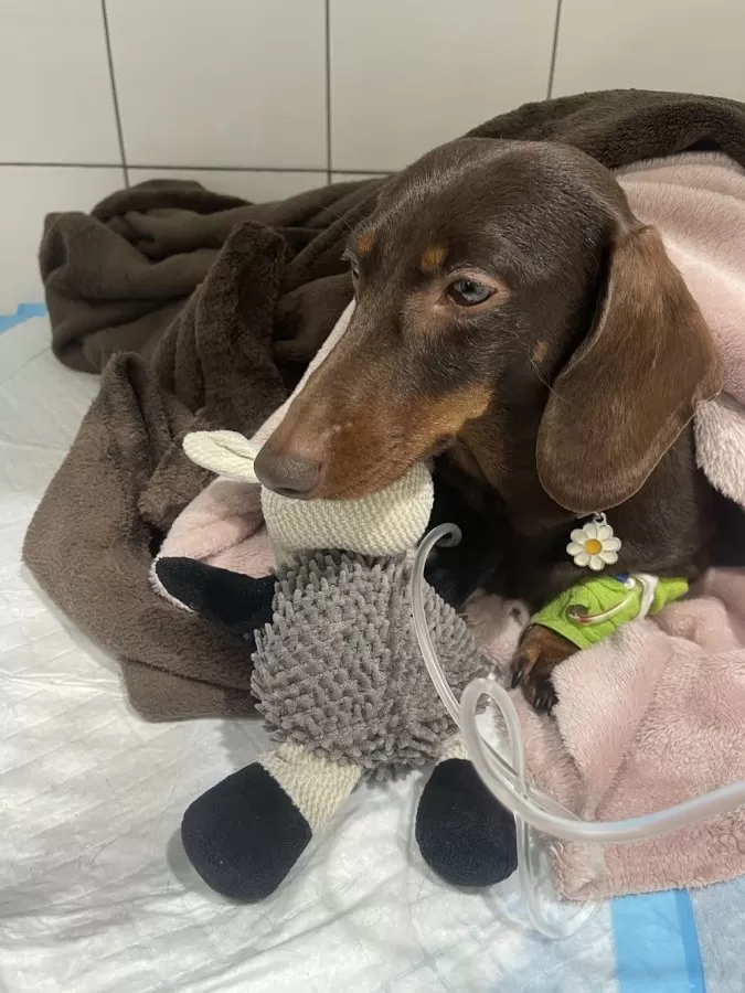 Ars Veterinària SLP - Photo 8