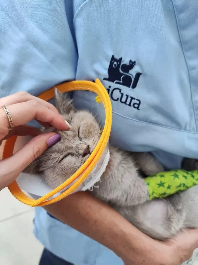 AniCura Canis i Felis Hospital Veterinari - Photo 4