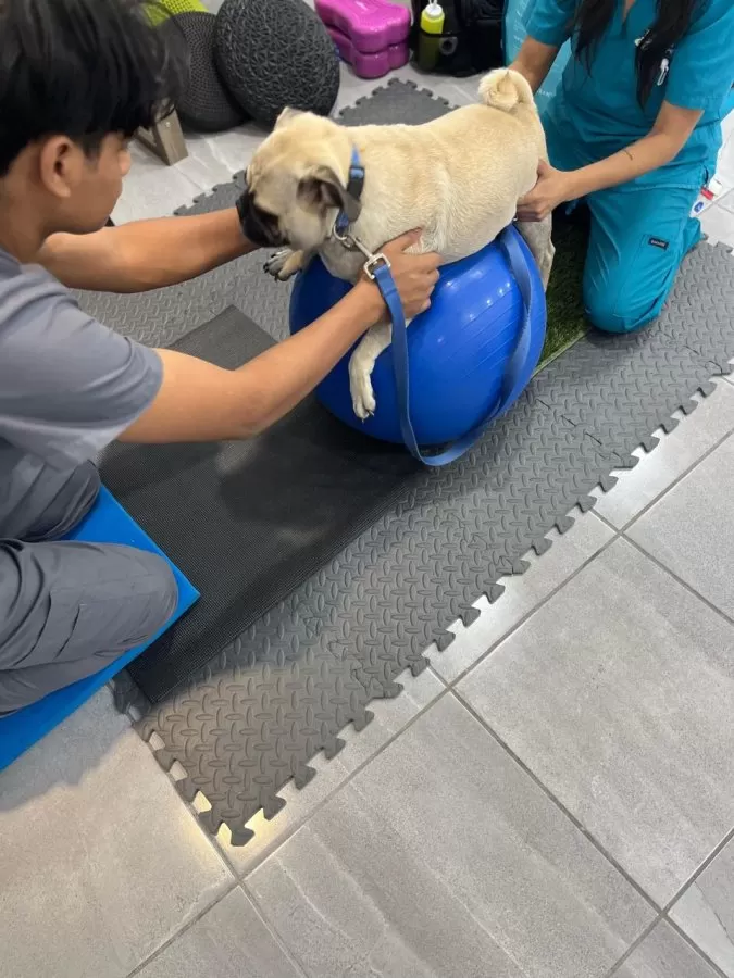 Hospital Veterinario Chapultepets Tijuana - Photo 1