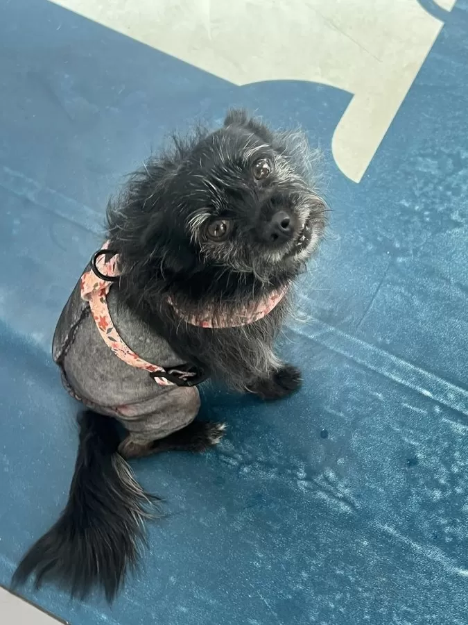 AniCura Valencia Sur Hospital Veterinario - Photo 2