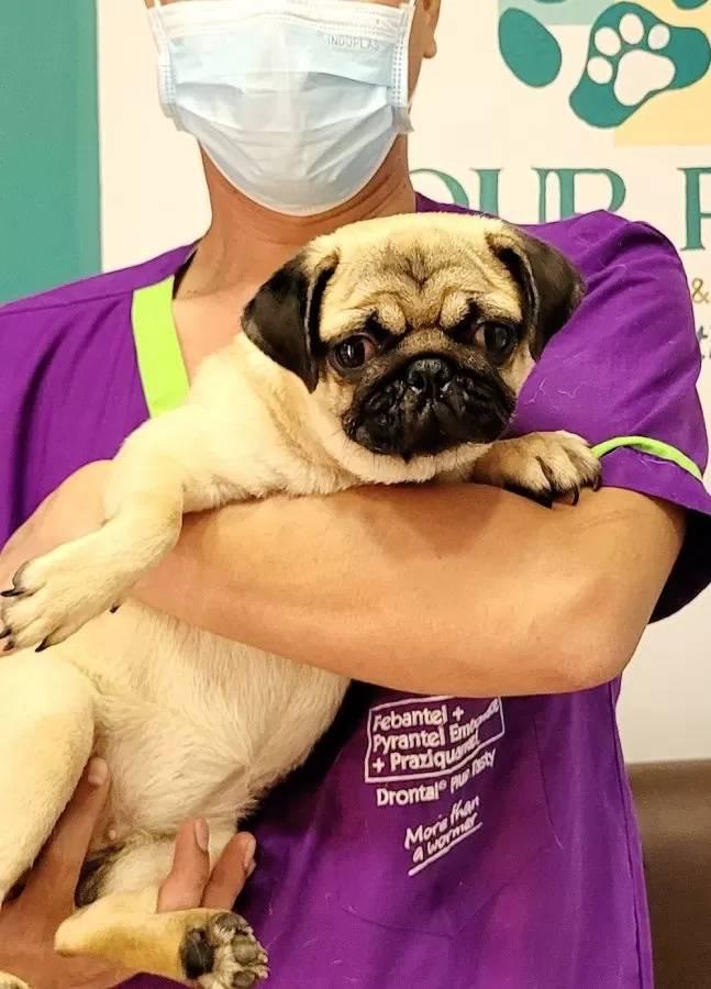 Four Paws Animal Wellness and Hospital Corp - Photo 2