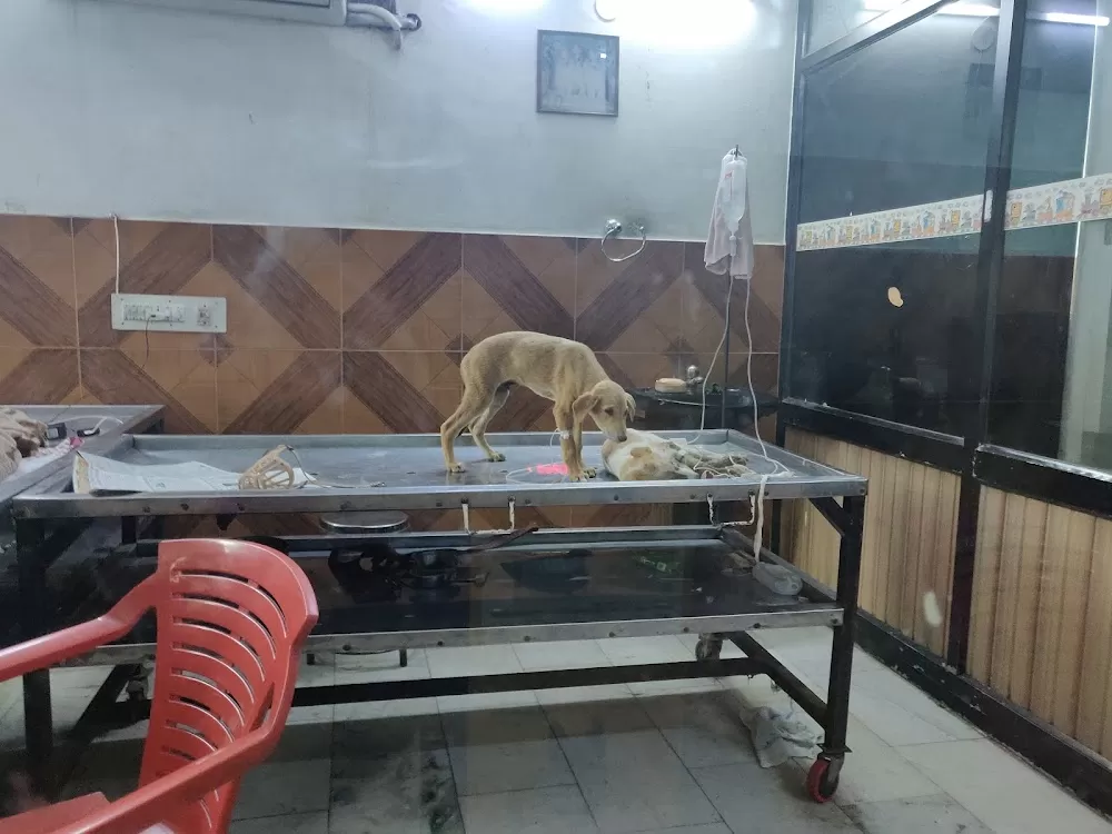 City Veterinary Hospital - Veterinary Doctor in Ludhiana | Pet Hospital in Ludhiana | Bird Hospital | Animal Doctor - Photo 4