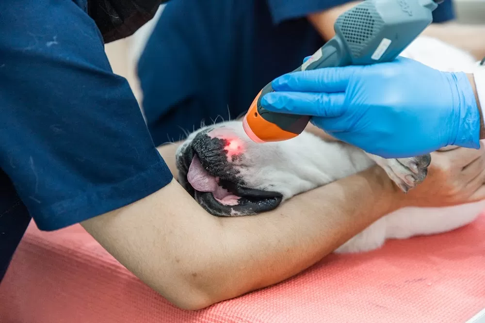J.P. Animal Hospital - Photo 6