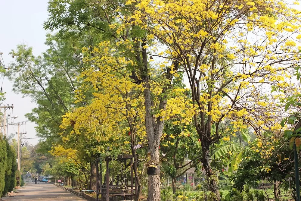 Suan Prung Hospital - Photo 6