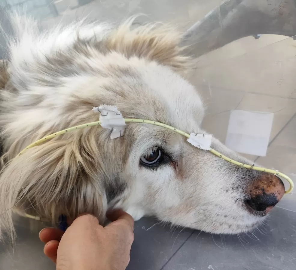 Veterinary Hospital VETSIA - Photo 3