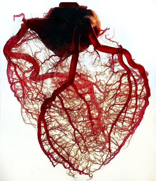 Hridayashala- Cardiac/Heart/Brain Care| Top I Best EECP treatment in India- Chandigarh - Photo 5