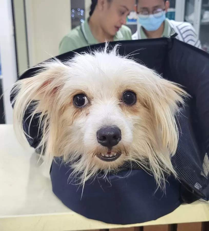 Four Paws Animal Wellness and Hospital Corp - Photo 5