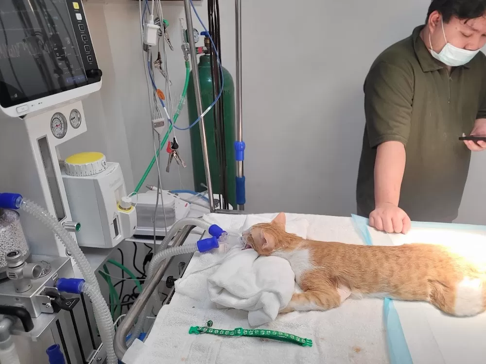 Four Paws Animal Wellness and Hospital Corp - Photo 6