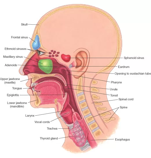 Dr Ridwaan Essa - Ear, Nose & Throat Specialist. SK Matseke Soweto ENT Clinic - Photo 8