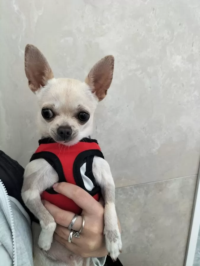 AniCura Valencia Sur Hospital Veterinario - Photo 7