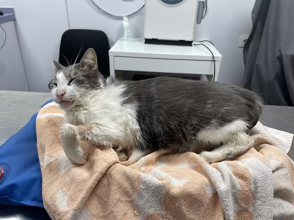 Estoril Veterinary Hospital - Photo 4