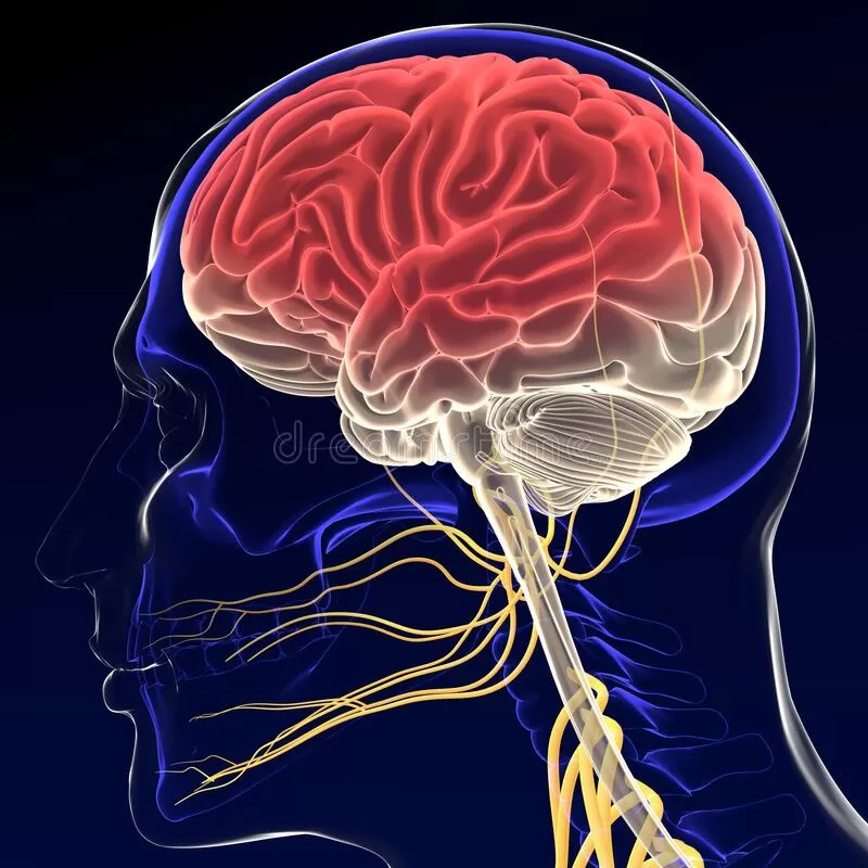 Dr. Naresh Kumar Gajjala Brain and Spine Specialist - Photo 8