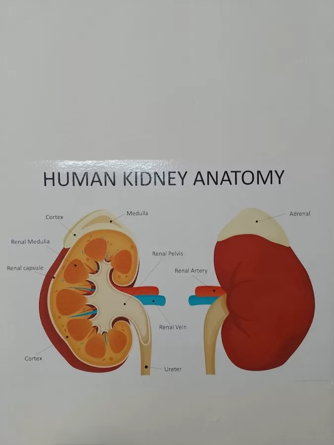 Nephrology Clinic - Photo 5