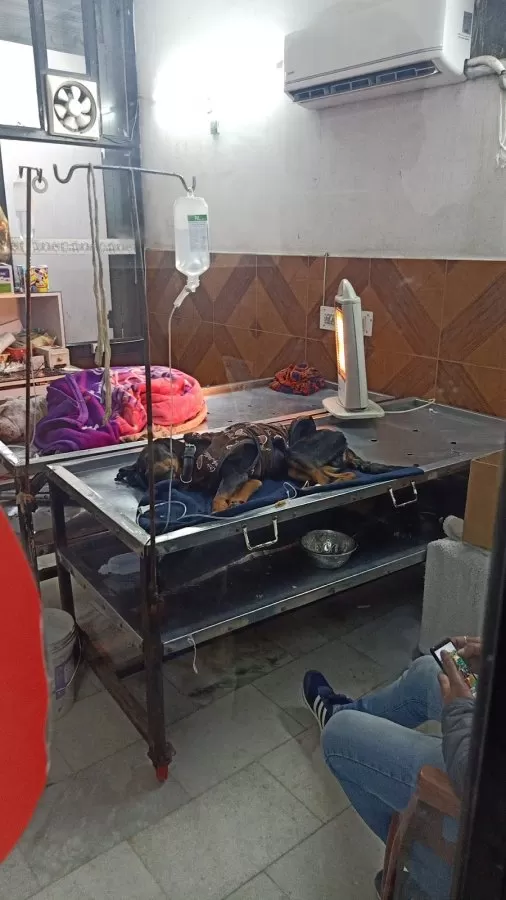 City Veterinary Hospital - Veterinary Doctor in Ludhiana | Pet Hospital in Ludhiana | Bird Hospital | Animal Doctor - Photo 2