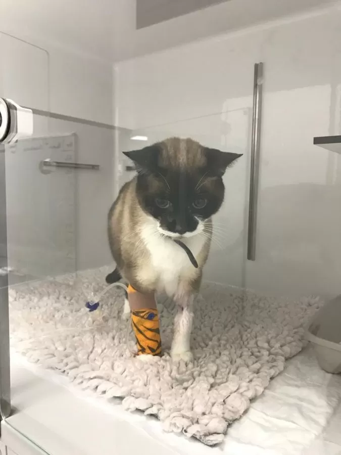 AniCura Aitana Hospital Veterinario - Photo 4