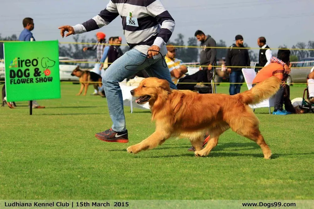 City Veterinary Hospital - Veterinary Doctor in Ludhiana | Pet Hospital in Ludhiana | Bird Hospital | Animal Doctor - Photo 7