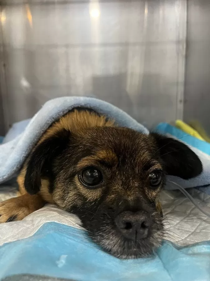 AniCura Valencia Sur Hospital Veterinario - Photo 4