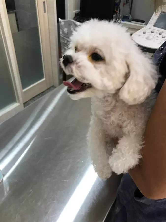 宏誠動物醫院 內視鏡 心臟超音波 醫療中心（預約制 - Photo 4