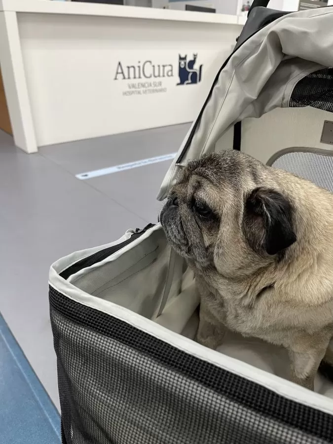 AniCura Valencia Sur Hospital Veterinario - Photo 8